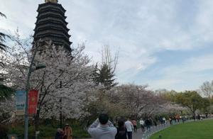 Cherry blossoms in Red Mei Park also bloomed – a breathtaking sight!