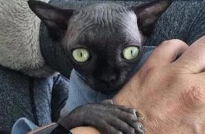 A Bat-Like Sphynx Cat Becomes a Viral Star in Israel