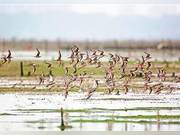 Hainan: Ecological Excellence, Bird Gathering