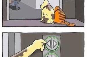 Cats and Dogs: Which is Smarter?