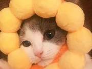 Woman Asked to Delete Buyer Review After Posting Cute Cat Headgear Photo