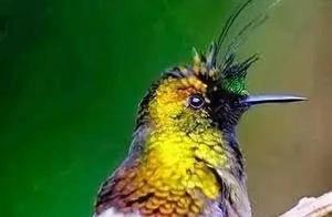 Bird Beauty Contest