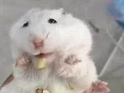 Hamster's Unusual Behavior in a Corner; Shocked to Find Food in Its Mouth