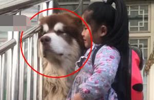 Alaska Wants to Be a Cool Boyfriend, But Is Constantly Embraced by His Little Owner, Expressing a Very Relatable Upset Expression