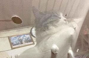 Mosquito Net Destroyed by Cats