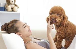 5 Dog Breeds with Light Odor, Including Poodles, Are on the List - Is Your Dog One of Them?