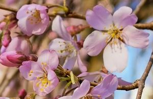 The Lively and Dramatic Cherry Blossoms of Japan: What Do They Symbolize?