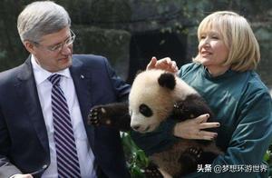 The First Returned Panda! After Understanding the Reason, Netizens Could Only Cover Their Faces with Laughter
