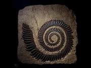 Highly Specialized Spiral Structure, What Body Part Does It Belong To? Mouth, Back or Tail?