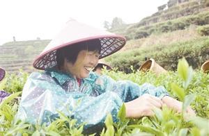 Spring Tea Picking in March