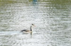 Little Birds Arrive in Zhengzhou: Welcome and Please Take Care