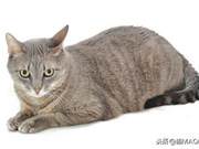Cats Hide Pain: Masters of Disguise