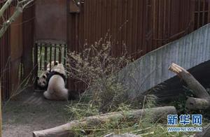 Copenhagen, Denmark: First Meeting of Two Giant Pandas