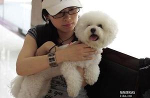 Signals of Betrayal in Bichon Frise Dogs: If You See These, You May Even Be Bitten