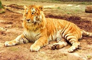 How Much Do You Know About Leopardines, Lion-Tigers, and Tiger-Lions?