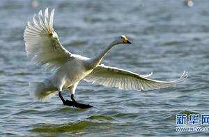 China 'Escorts' White Swans Returning to Siberia