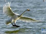 China 'Escorts' White Swans Returning to Siberia