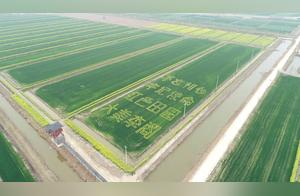 Too Beautiful! Lush Oilseed Rape Seedlings from Li Ge Town, Yutai, Present Giant Golden Scenes