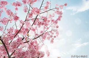 Cherry Blossoms in Ningbo Jiufengshan: Come and Enjoy the Blossom Viewing and Hiking!