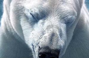 British Photographer Spends 2 Years Capturing Rare and Endangered Animals - Please Don't Harm Them!