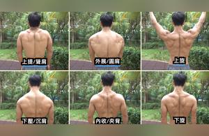 The Back Muscle Group – The Part We Want to Train Most! How to Improve Back Training Effectiveness?