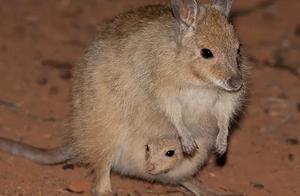 Rabbit-rat with Rabbit-like Body Size and Fluffy Fur