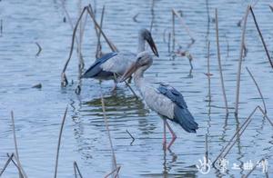 Kunming Cuihu Park Attracts Group of 'Rare Guests'