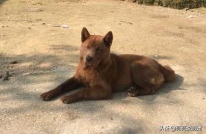 The Stray Dog Returned Home, and the Owner Immediately Embraced Its Legs