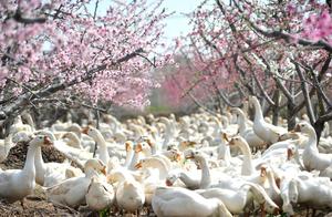 Jiangsu Suining: Family Farms Present a Beautiful Scene