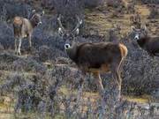 Unique Mysterious Plateau Species of China – Qinghai-Tibetan Sacred Deer, Only 3 Remaining Abroad