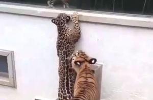 A Cat's Calm Encounter with a Tiger and Leopard