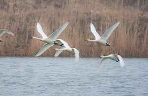 Amazing! Xiazhi Welcomes Hundreds of Large White Storks and Other Migratory Birds