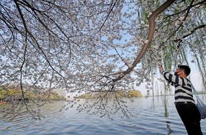 West Lake, Hangzhou Cherry Blossoms in Full Bloom