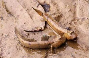 This fish can run, jump, and even come ashore, but ultimately cannot escape being eaten by humans.
