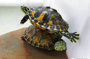 Reptile Diseases: Treating the Root Cause