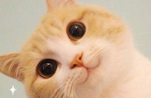 6-Year-Old Boy 'Brutally' Kills Cat; Cat Dies After Falling From 12th Floor; Parents Should Reflect