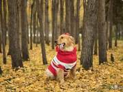 Consequences of Dog Obesity? Don't Let Pampering Turn into Harm for Your Dog!