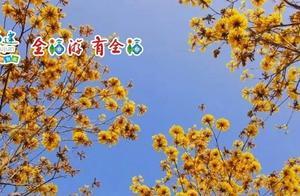 Fujian Brought This ‘Floral’ Spring, Fall in Love with This ‘Blooming World’