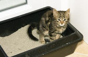 7 Reasons Why Cats Are So Clean
