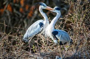 Poyang Lake Region Welcomes Summer Migratory Birds