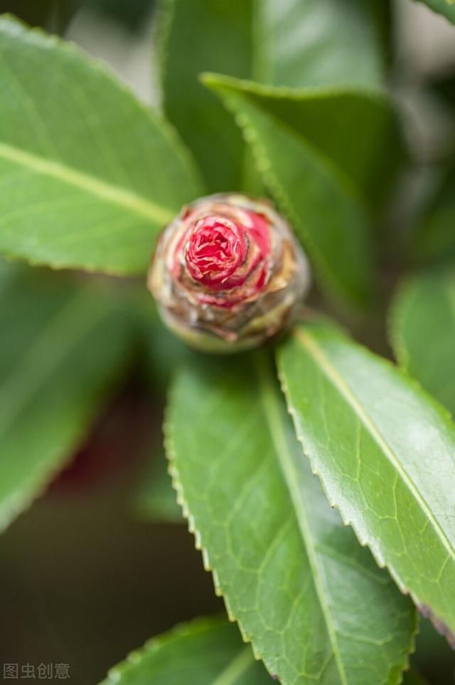 茶花是个“慢性子”，顺着性子养，结果很满意