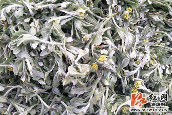 五里牌镇|双牌：早春风光好 棉菜粑粑香