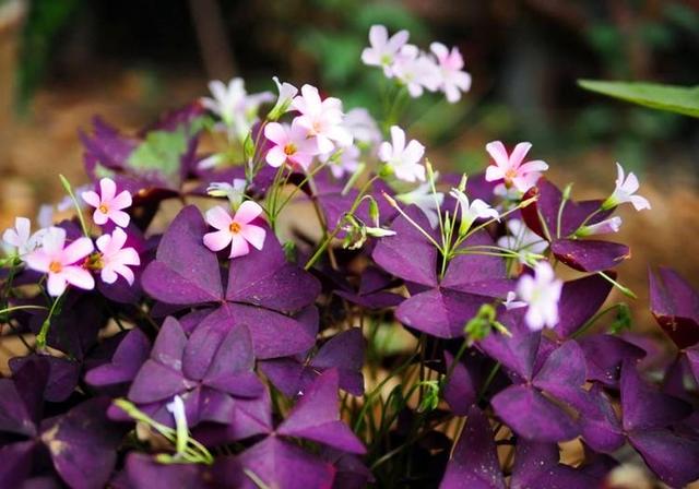 一种“紫叶子花”，不怕热不怕冷，一年三季都开花，叶多花也多