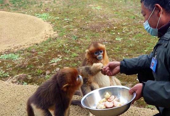 竹笋馅、鸡蛋馅、苹果馅……动物冬至吃什么馅儿饺子？