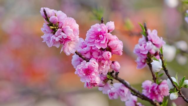 养育桃花时需要注意这几点，在家也能赏桃花，花团锦簇，美不胜收