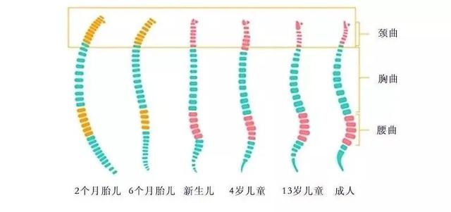 果儿养生：「私人订制」的儿童枕头，也太厉害了吧