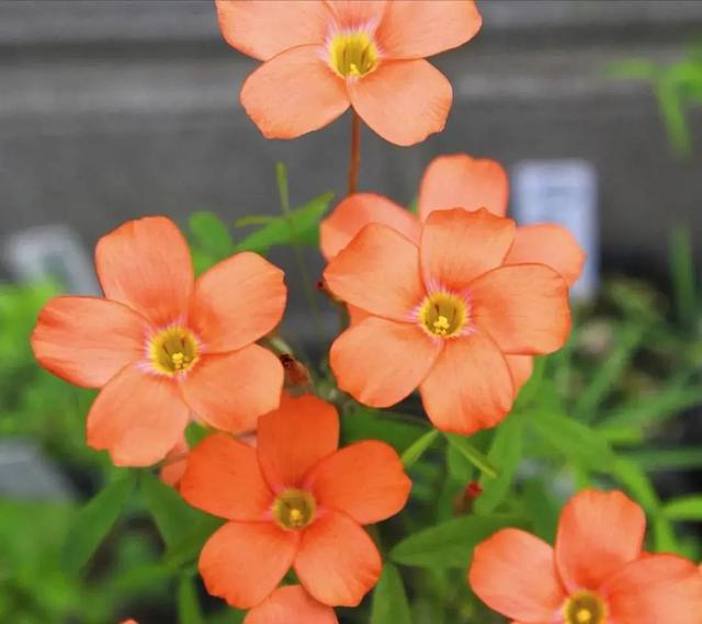 酢浆草|长发飘飘 or 纤细苗条，多毛酢浆草家族等