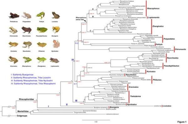 光明网▲树蛙科系统发育和进化研究取得进展