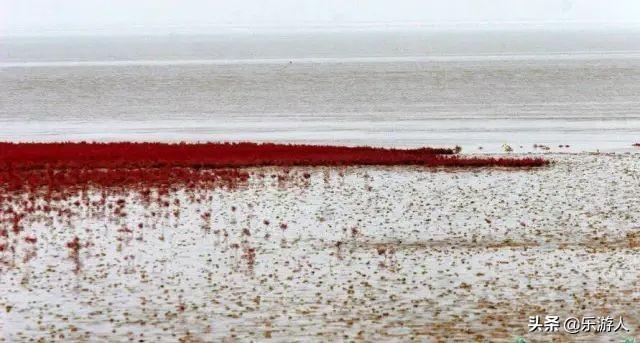 #行路万里#辽宁竟私藏了一片颜值超高的红海滩