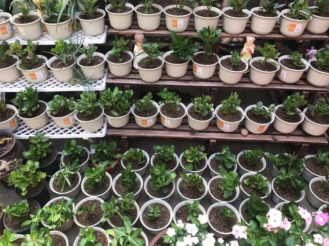 枝条|养长寿花6年，总结“5点”经验，一盆能变50盆，开花停不下来